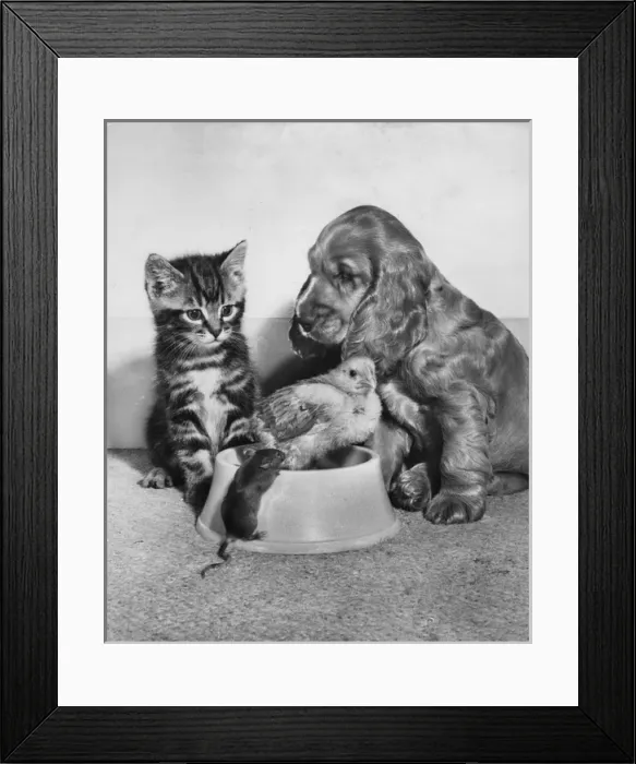 Framed Print : Susi - with kitten, chick and mouse Framed Print : Susi - with kitten, chick and mouse