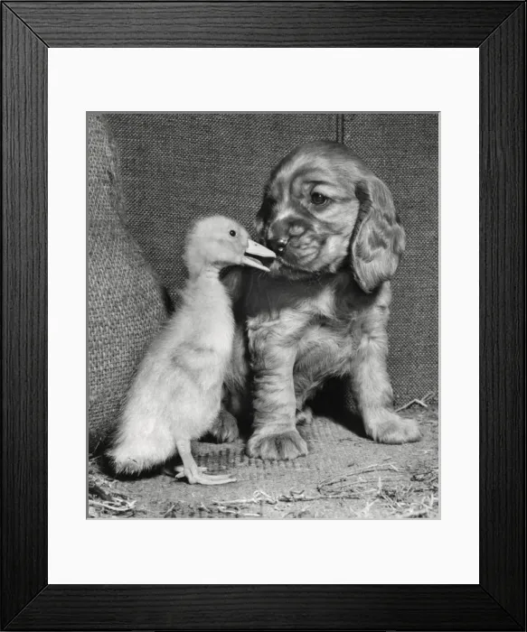 Framed Print : Susi - with duckling Framed Print : Susi - with duckling