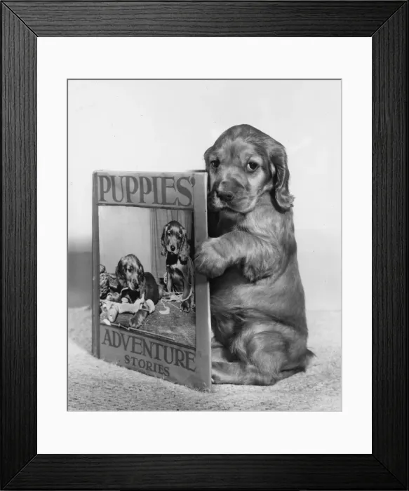 Framed Print : Susi - Puppies Adventure Stories Framed Print : Susi - Puppies Adventure Stories