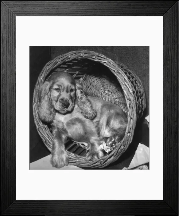 Framed Print : Susi - sleepy in her basket Framed Print : Susi - sleepy in her basket