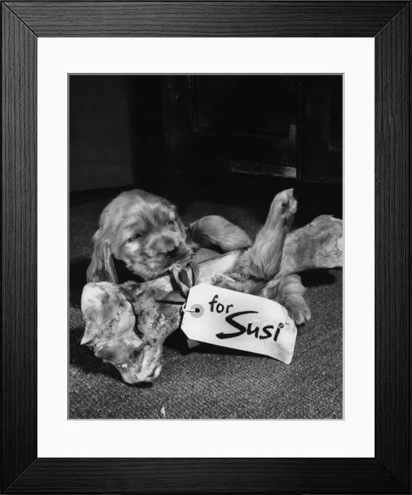 Framed Print : Susi - with large bone Framed Print : Susi - with large bone