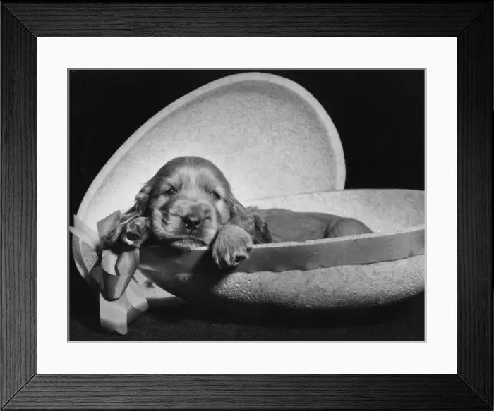 Framed Print : Susi - sitting inside half an Easter egg Framed Print : Susi - sitting inside half an Easter egg