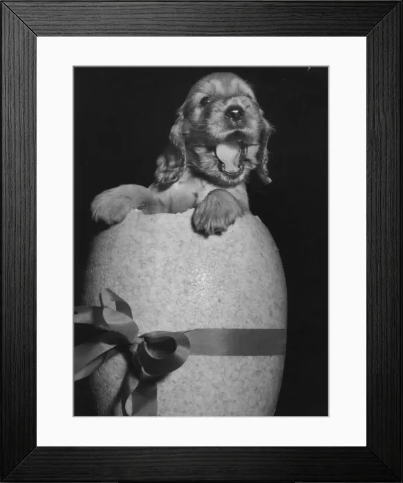 Framed Print : Susi - popping out of an Easter egg Framed Print : Susi - popping out of an Easter egg