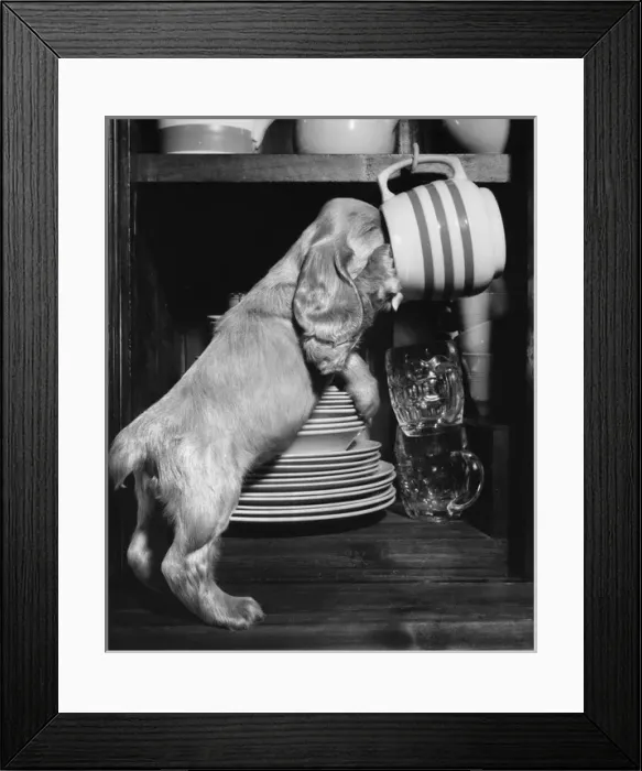 Framed Print : Susi - with her nose inside a mug Framed Print : Susi - with her nose inside a mug