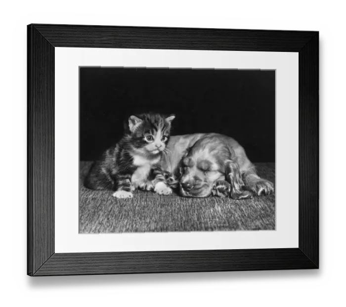 Framed Print : Susi - with kitten Framed Print : Susi - with kitten