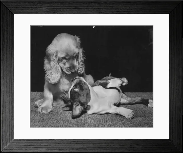 Framed Print : Susi - with a French bulldog Framed Print : Susi - with a French bulldog
