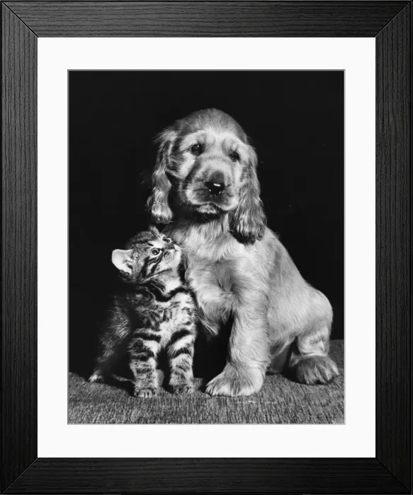 Framed Print : Susi - with kitten Framed Print : Susi - with kitten