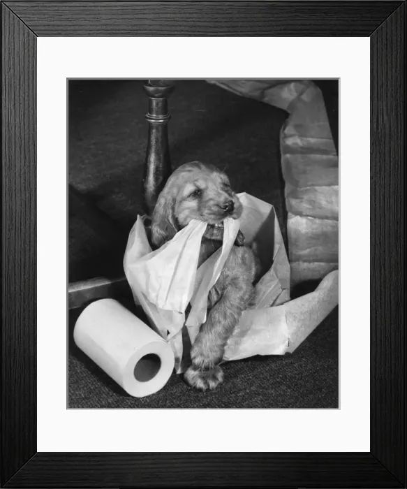 Framed Print : Susi - with kitchen roll Framed Print : Susi - with kitchen roll