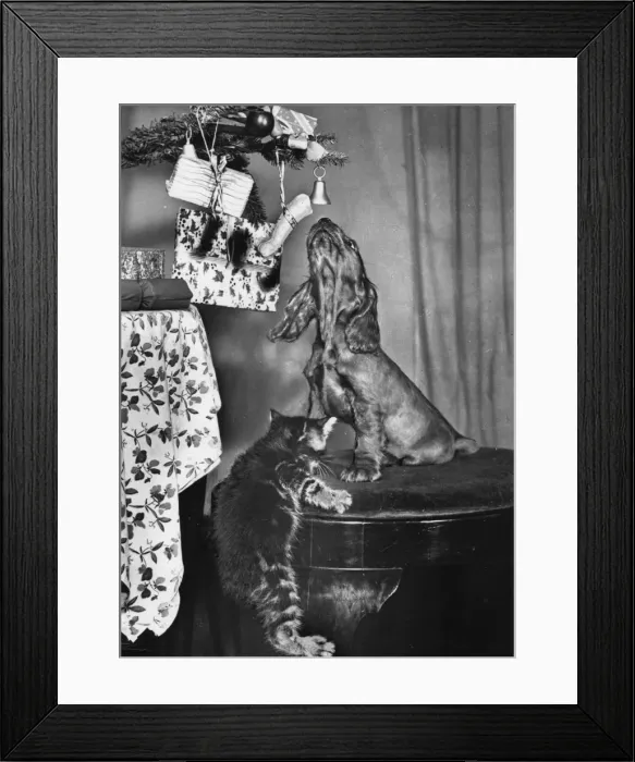 Framed Print : Susi - with kitten at Christmas Framed Print : Susi - with kitten at Christmas