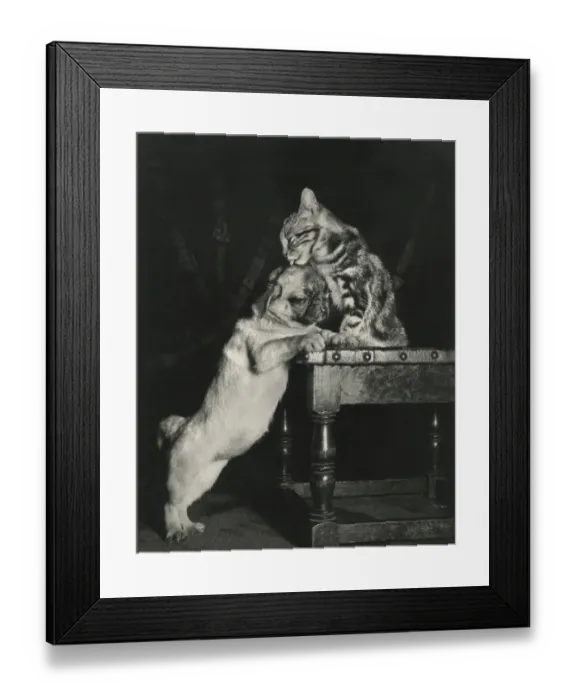 Framed Print : Tabby cat with bulldog Framed Print : Tabby cat with bulldog