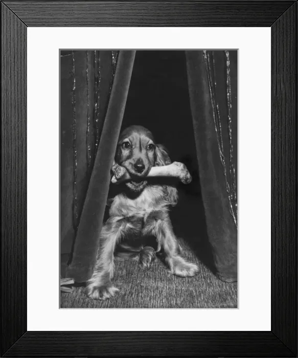 Framed Print : Susi - with a bone in her mouth Framed Print : Susi - with a bone in her mouth