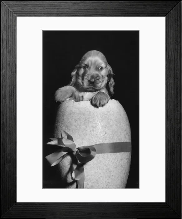 Framed Print : Susi - popping out of an Easter egg Framed Print : Susi - popping out of an Easter egg