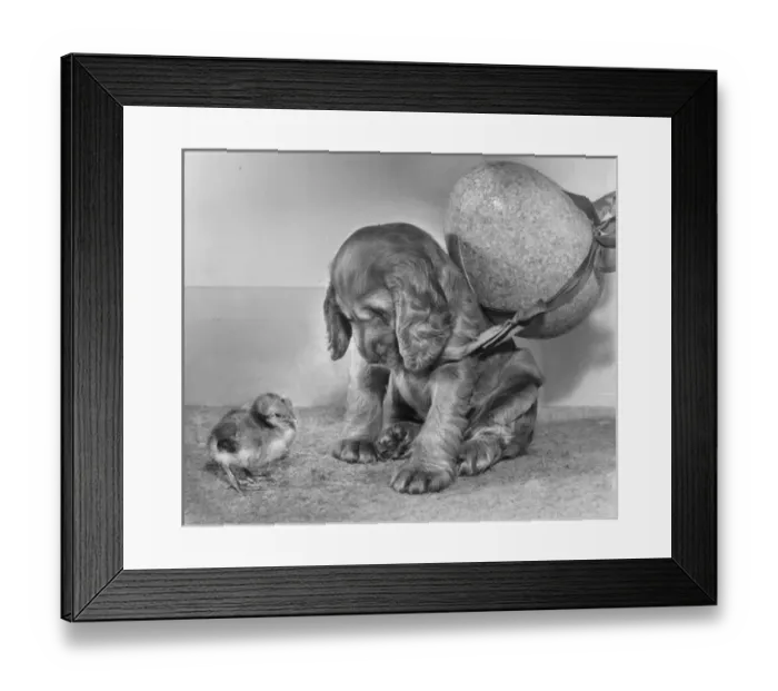 Framed Print : Susi - with chick and large Easter egg Framed Print : Susi - with chick and large Easter egg