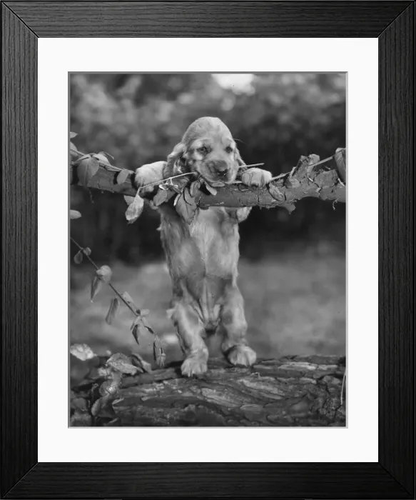 Framed Print : Susi - on a fallen tree trunk Framed Print : Susi - on a fallen tree trunk