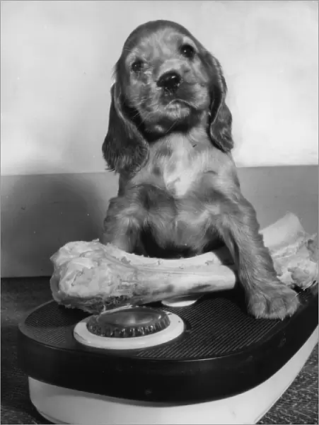 Susi - weighing a bone on scales