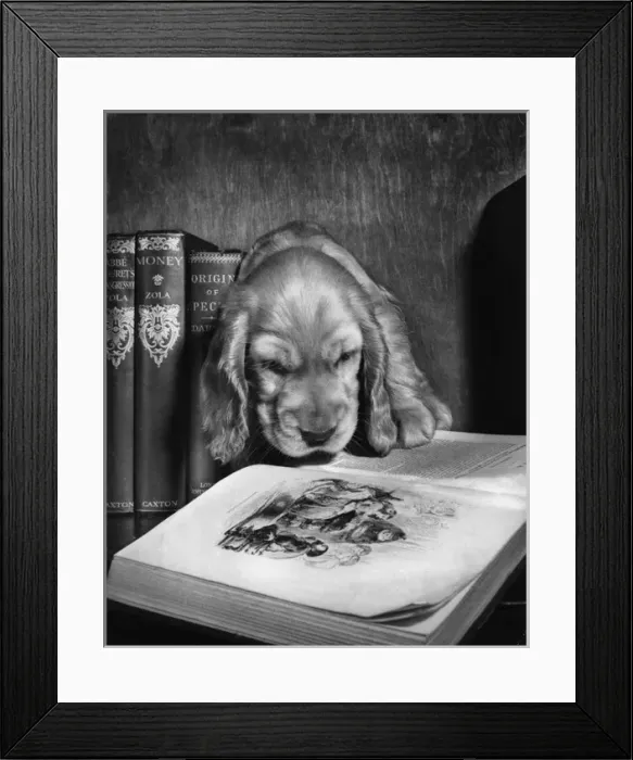 Framed Print : Susi - looking at an illustration in a book Framed Print : Susi - looking at an illustration in a book