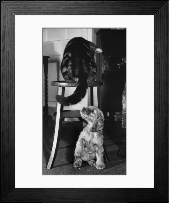 Framed Print : Susi - with tabby cat Framed Print : Susi - with tabby cat