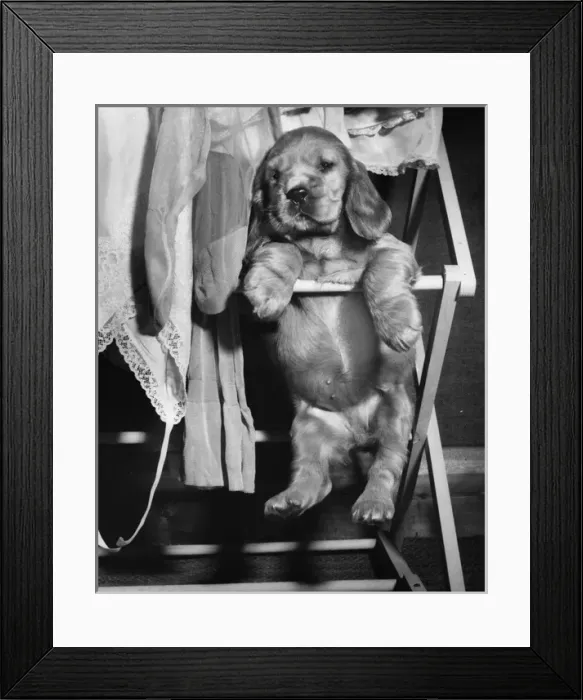 Framed Print : Susi - sitting on a clothes horse Framed Print : Susi - sitting on a clothes horse