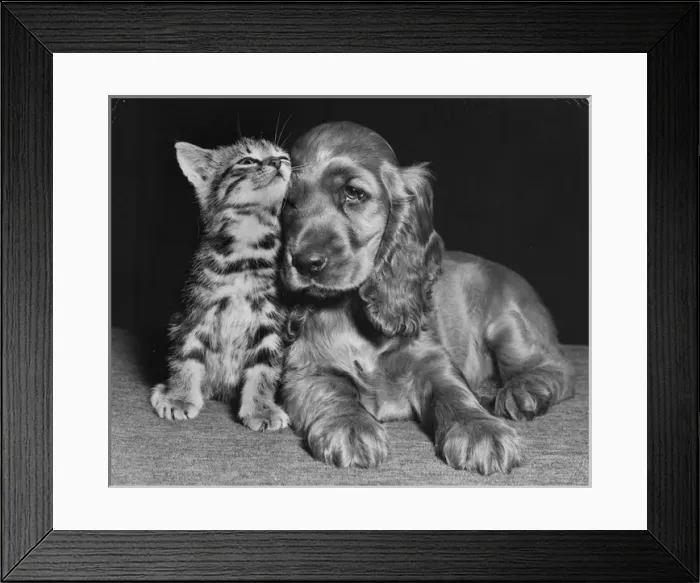 Framed Print : Susi - with kitten Framed Print : Susi - with kitten