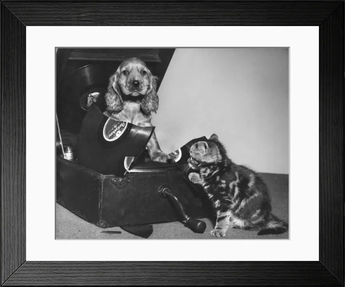 Framed Print : Susi - with kitten and broken record Framed Print : Susi - with kitten and broken record