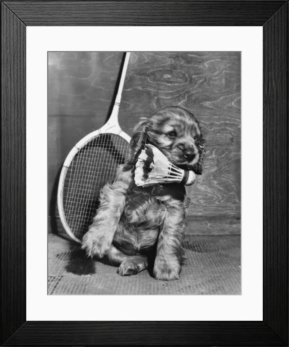 Framed Print : Susi - with badminton racquet and shuttlecock Framed Print : Susi - with badminton racquet and shuttlecock