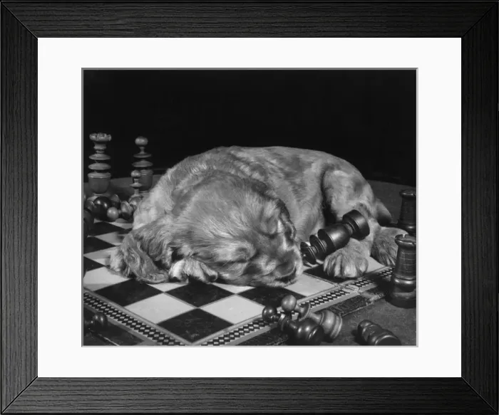 Framed Print : Susi - asleep on chess board Framed Print : Susi - asleep on chess board