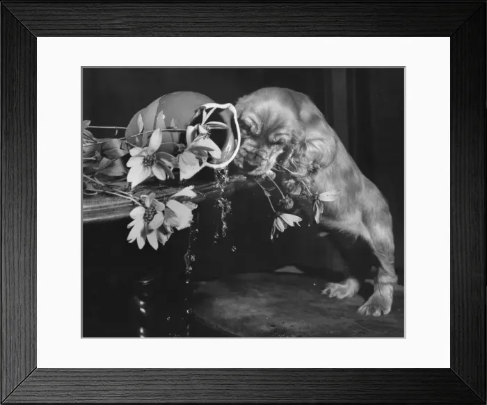 Framed Print : Susi - upsetting a vase of flowers Framed Print : Susi - upsetting a vase of flowers