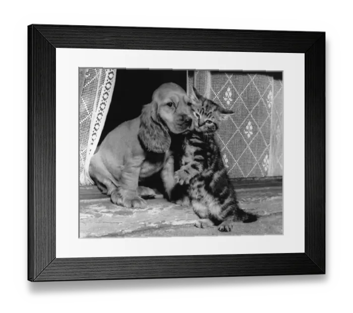 Framed Print : Susi - with kitten in window Framed Print : Susi - with kitten in window
