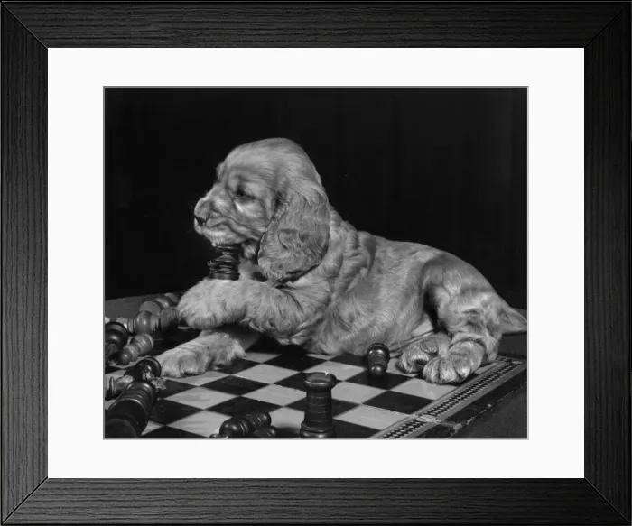 Framed Print : Susi - sitting on chess board Framed Print : Susi - sitting on chess board