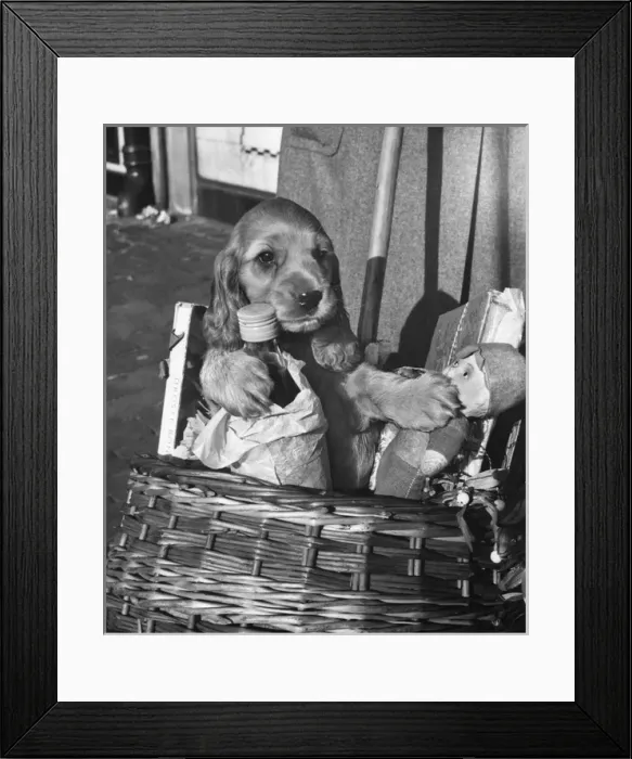 Framed Print : Susi - in shopping basket Framed Print : Susi - in shopping basket