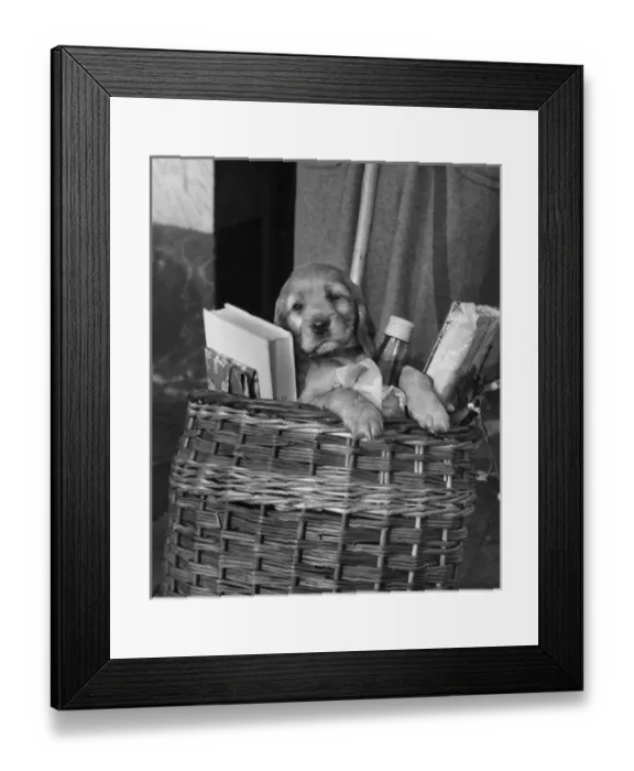 Framed Print : Susi - in shopping basket Framed Print : Susi - in shopping basket