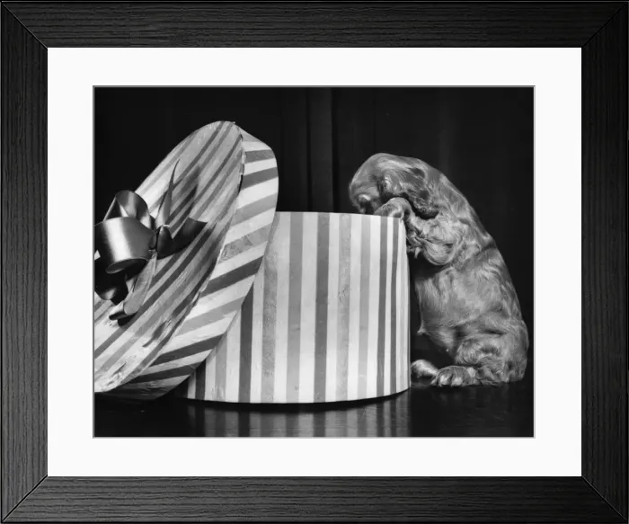 Framed Print : Susi - looking inside hatbox Framed Print : Susi - looking inside hatbox