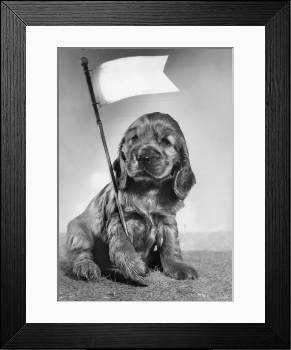 Framed Print : Susi - holding white flag Framed Print : Susi - holding white flag