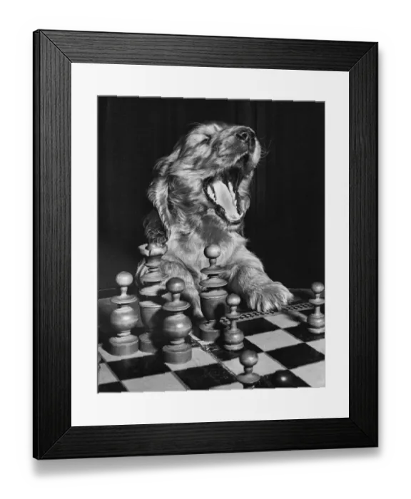 Framed Print : Susi - getting tired of playing chess Framed Print : Susi - getting tired of playing chess