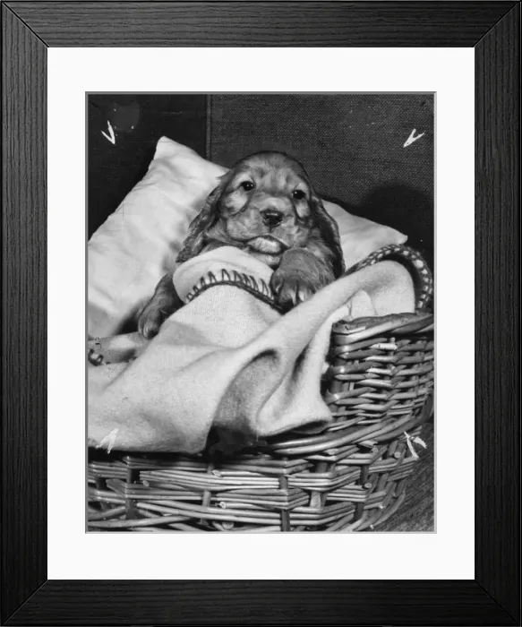 Framed Print : Susi - tucked up in her basket Framed Print : Susi - tucked up in her basket