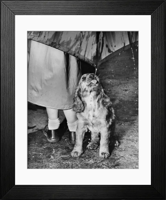 Framed Print : Susi - walking in the rain Framed Print : Susi - walking in the rain