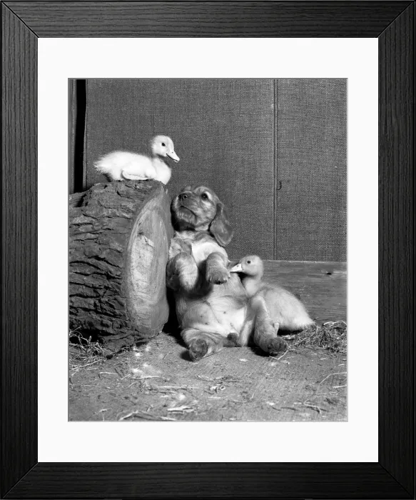 Framed Print : Susi - with ducklings