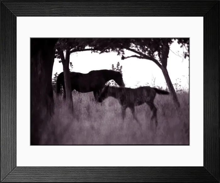 Framed Print : Horse and foal, Normandy countryside, France Framed Print : Horse and foal, Normandy countryside, France