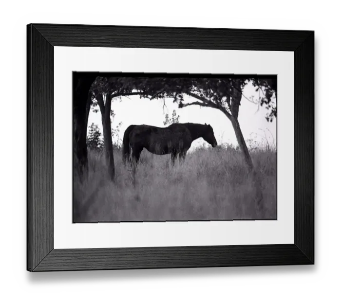 Framed Print : Horse in an orchard Normandy, France Framed Print : Horse in an orchard Normandy, France