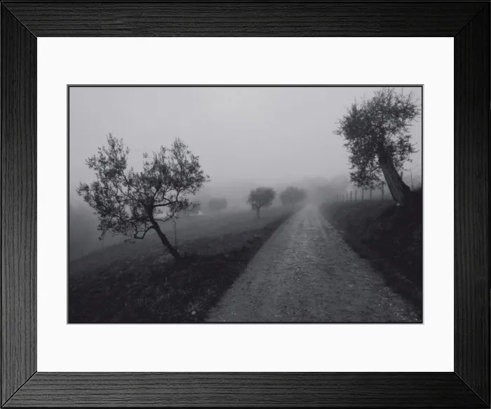 Framed Print : Olive trees in the mist Tuscany, Italy Framed Print : Olive trees in the mist Tuscany, Italy