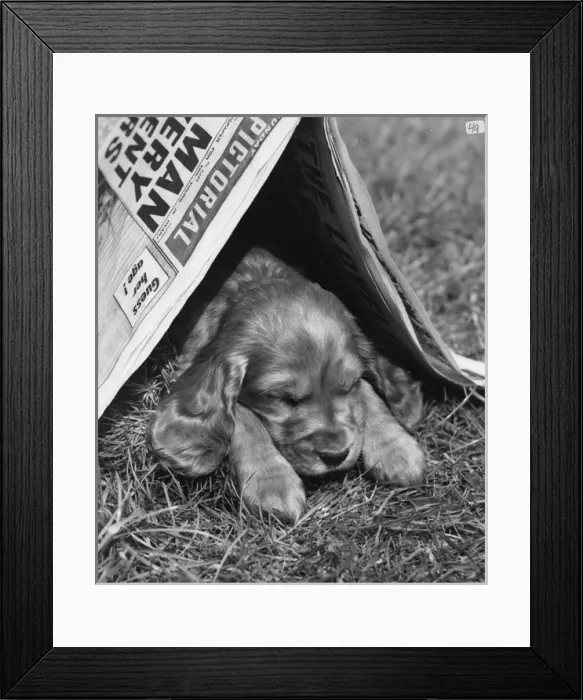 Framed Print : Susi - dozing under a newspaper Framed Print : Susi - dozing under a newspaper