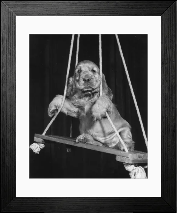 Framed Print : Susi - on a swing Framed Print : Susi - on a swing