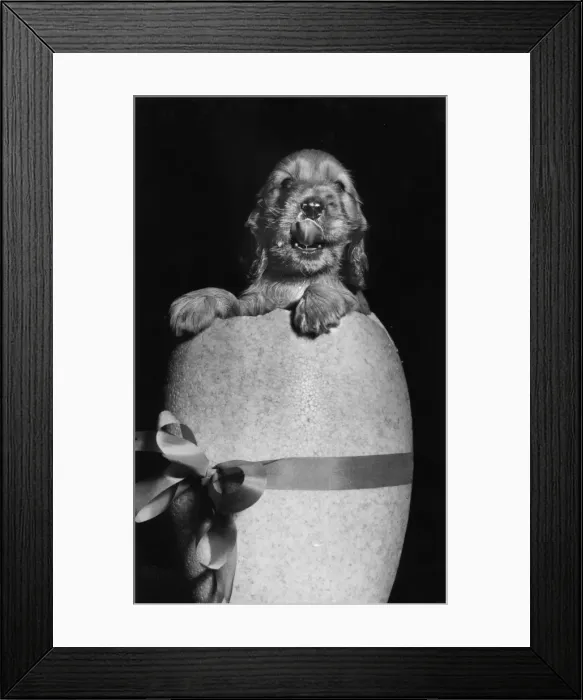 Framed Print : Susi - popping out of an Easter egg Framed Print : Susi - popping out of an Easter egg
