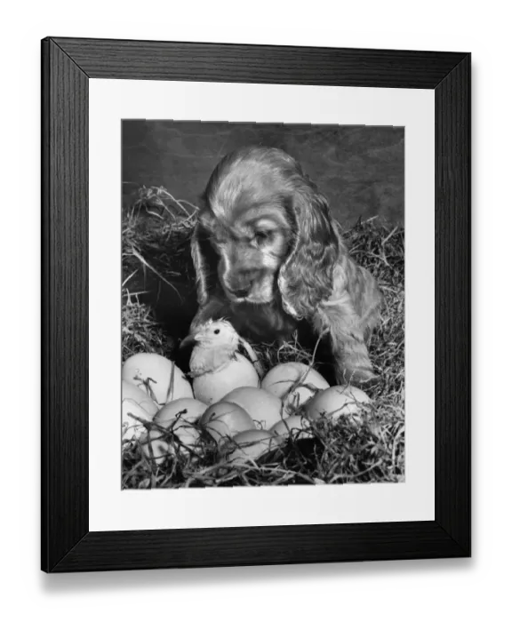 Framed Print : Susi - with newly hatched chick Framed Print : Susi - with newly hatched chick