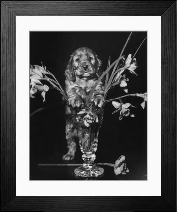 Framed Print : Susi - with vase of daffodils Framed Print : Susi - with vase of daffodils