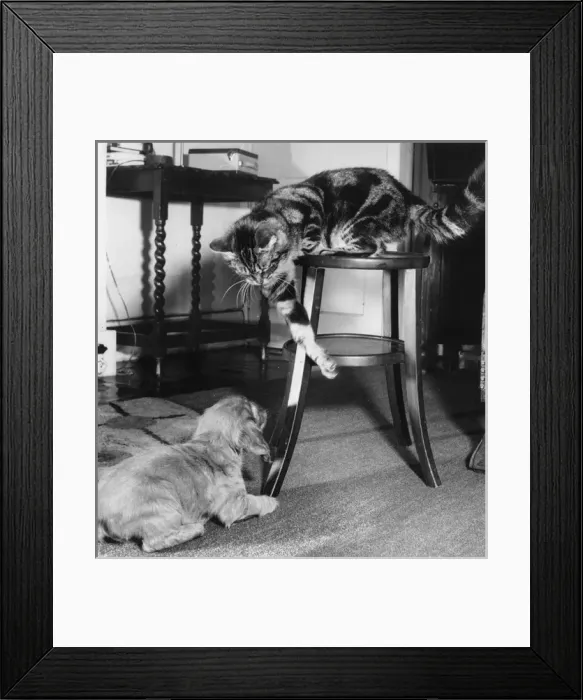 Framed Print : Susi - with tabby cat Framed Print : Susi - with tabby cat