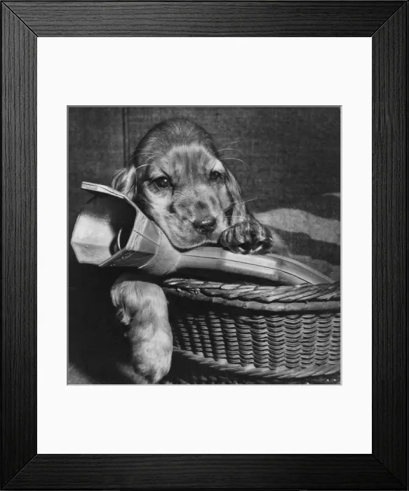 Framed Print : Susi - in basket with hot water bottle Framed Print : Susi - in basket with hot water bottle