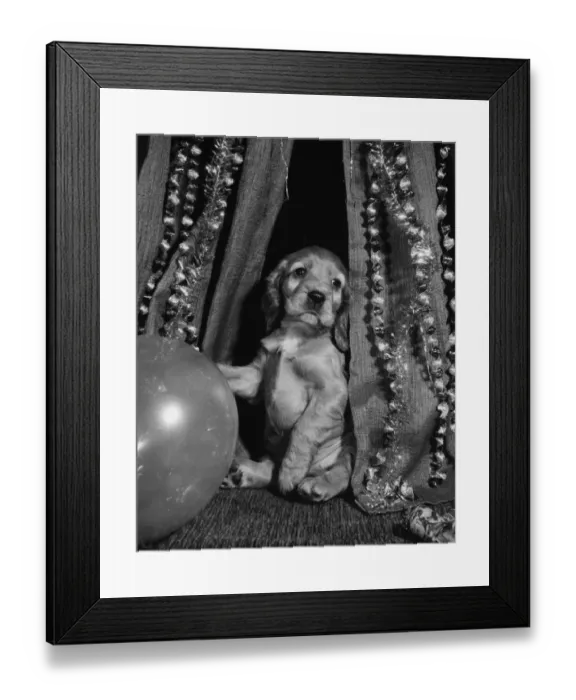 Framed Print : Susi - with Christmas decorations Framed Print : Susi - with Christmas decorations