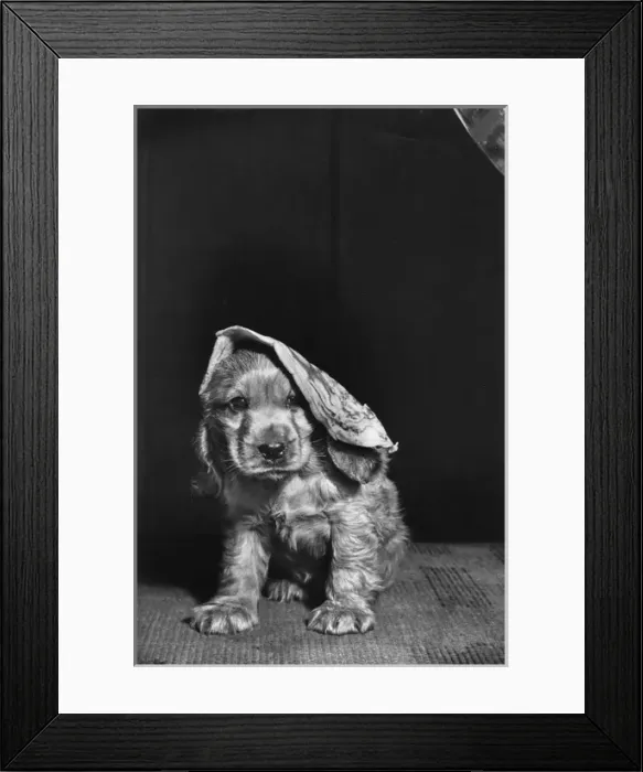 Framed Print : Susi - with a pancake on her head Framed Print : Susi - with a pancake on her head
