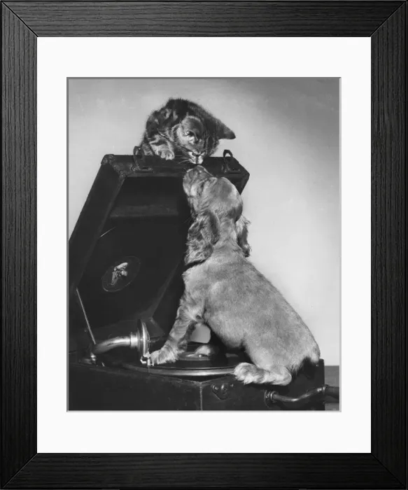 Framed Print : Susi - with kitten and record player Framed Print : Susi - with kitten and record player